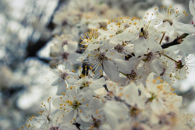 Piękne kwiaty sakura kwiat wiśni