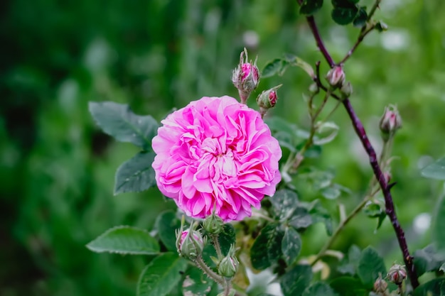Zdjęcie piękne kwiaty w letnim ogrodzie różowe róże