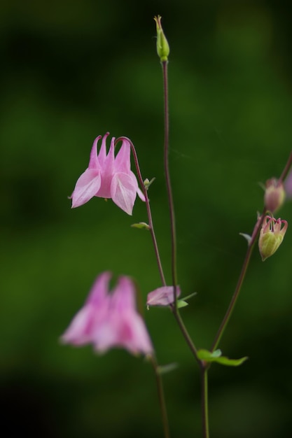 Piękne kwiaty w przyrodzie w ogrodzie botanicznym. Zbliżenie na różowe kwiaty kwitnące na zewnątrz