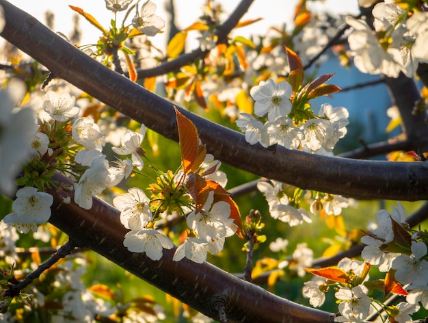 Piękne Kwiaty Wiśni (cerasus)