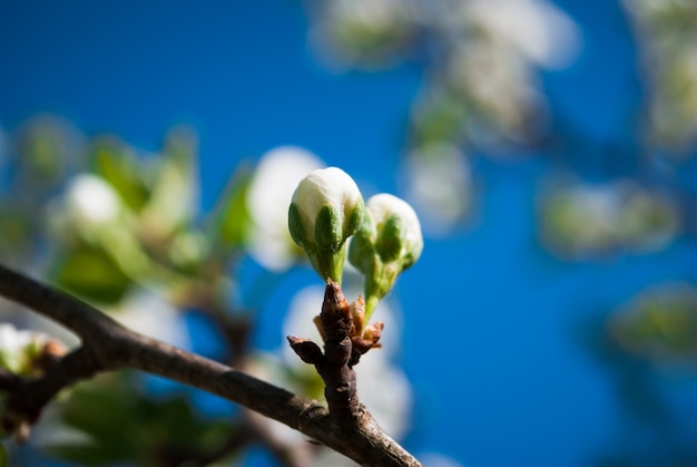 Piękne kwiaty wiśni. Sakura