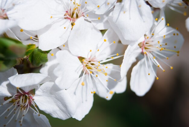 Piękne kwiaty wiśni. Sakura