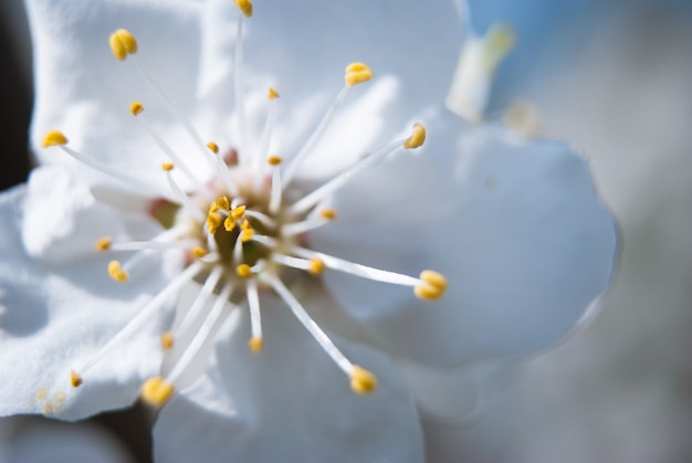 Piękne kwiaty wiśni. Sakura