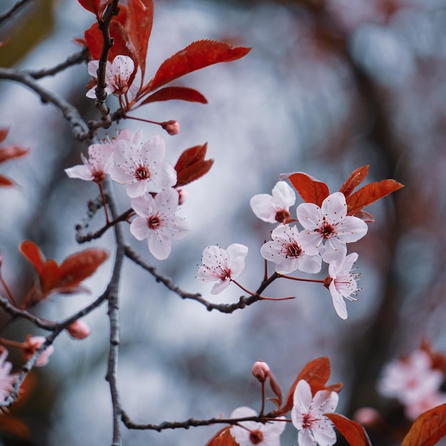 piękne kwiaty wiśni wiosną, kwiaty sakura