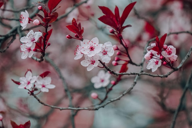 piękne kwiaty wiśni wiosną, kwiaty sakura