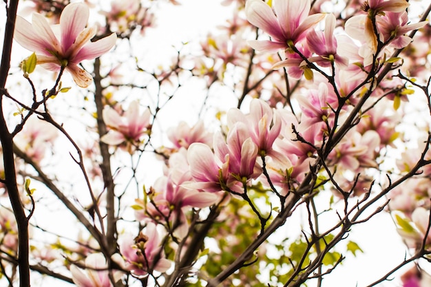Piękne kwitnące drzewo magnolii o różowym kolorze na wiosnę