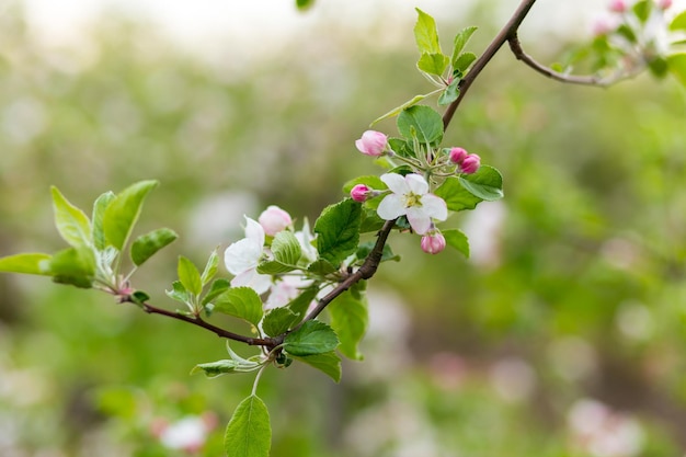Piękne kwitnące jabłonie w wiosna parku zamykają up