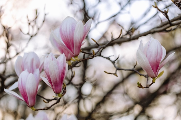 Piękne kwitnące kwiaty magnolii w parku miejskim na wiosnę
