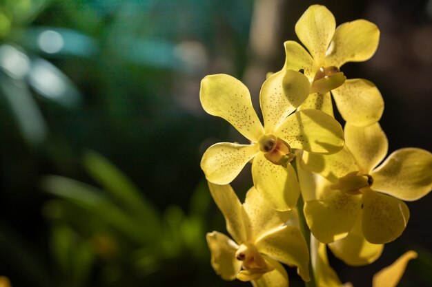 Piękne kwitnące orchidee w lesie