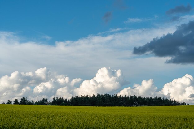 Piękne kwitnące pole rzepaku na tle chmur Nad kwitnącą łąką z kwiatami i uprawami rolnymi wiszą burzowe chmury w oczekiwaniu na deszcz