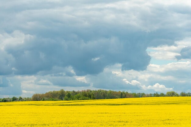 Piękne kwitnące pole rzepaku na tle chmur Nad kwitnącą łąką z kwiatami i uprawami rolnymi wiszą burzowe chmury w oczekiwaniu na deszcz