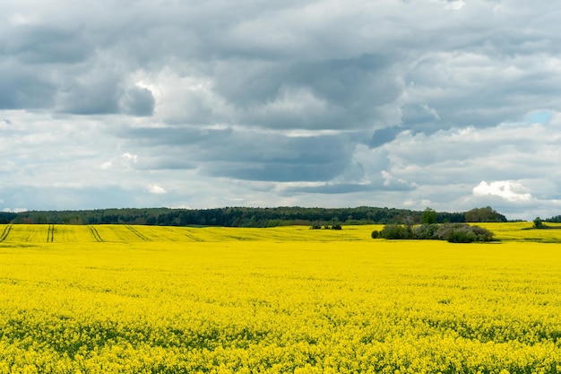 Piękne kwitnące pole rzepaku na tle chmur Nad kwitnącą łąką z kwiatami i uprawami rolnymi wiszą burzowe chmury w oczekiwaniu na deszcz