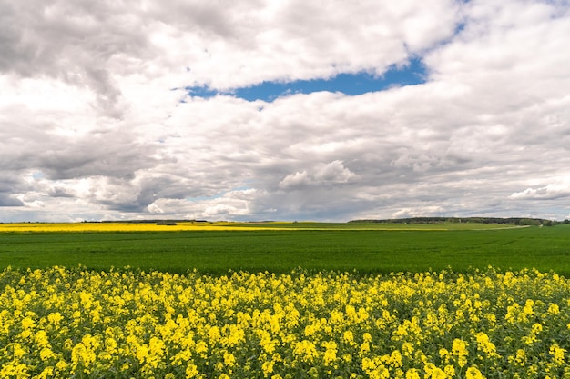 Piękne kwitnące pole rzepaku na tle chmur Nad kwitnącą łąką z kwiatami i uprawami rolnymi wiszą burzowe chmury w oczekiwaniu na deszcz