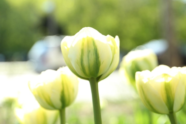 Piękne kwitnące tulipany na zewnątrz w słoneczny dzień