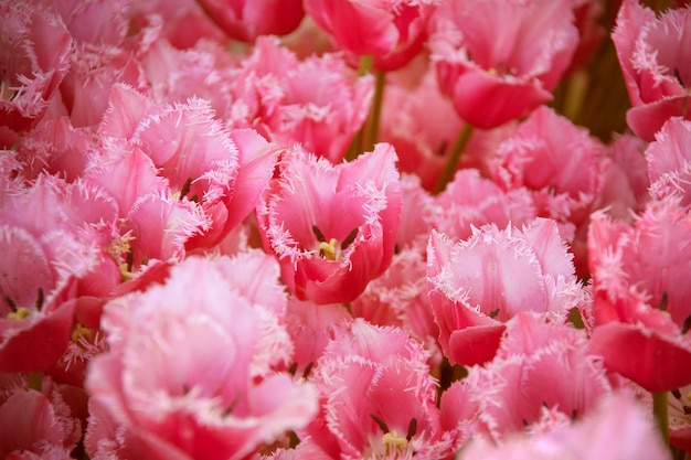 Piękne Kwitnące Tulipany