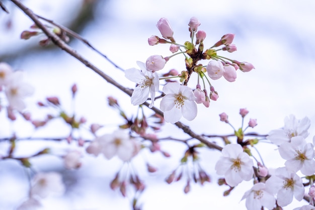 Piękne Kwitnące Wiśnie Yoshino Sakura Kwitną Wiosną.