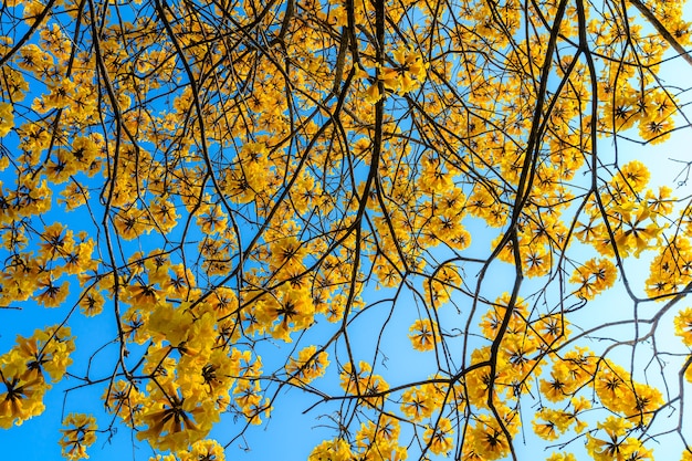 Piękne Kwitnące żółte Kwiaty Złote Tabebuia Chrysotricha Z Parkiem W Dzień Wiosny Na Tle Błękitnego Nieba W Tajlandii.