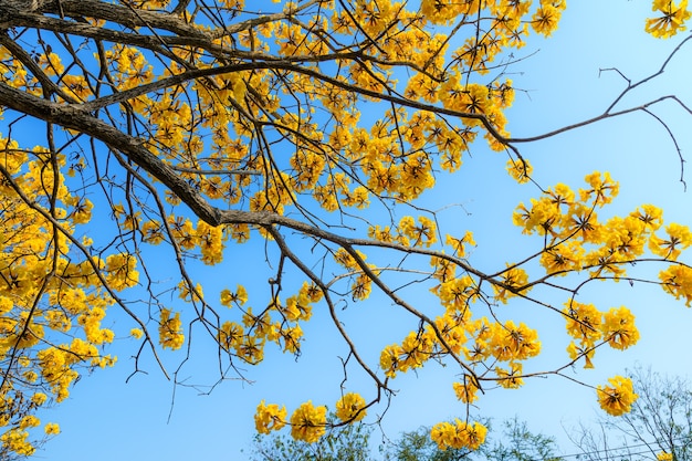 Piękne kwitnące żółte kwiaty Złote Tabebuia Chrysotricha z parkiem w dzień wiosny na tle błękitnego nieba w Tajlandii.