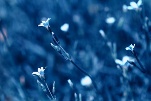 Piękne łąka pole z małymi białymi dzikimi kwiatami. Zbliżenie kwiaty wiosną lub latem. Pojęcie opieki zdrowotnej. Pole wiejskie. Medycyna alternatywna. Środowisko. Kolor roku 2020 klasyczny niebieski