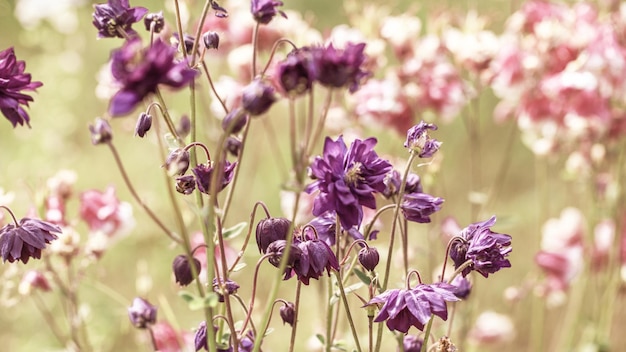 Piękne łąki z dzikimi kwiatami Jesienne lub letnie kwiaty zbliżenie Koncepcja opieki zdrowotnej Pole wiejskie Medycyna alternatywna Środowisko