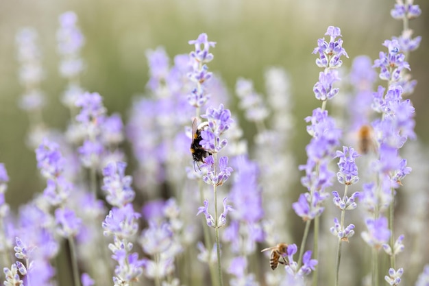 Piękne lawendowe pole o wschodzie słońca Purpurowe tło kwiatowe Kwitnące fioletowe rośliny aromatyczne