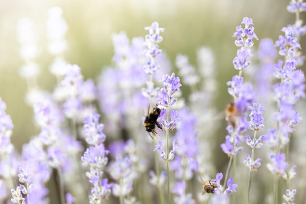 Piękne lawendowe pole o wschodzie słońca Purpurowe tło kwiatowe Kwitnące fioletowe rośliny aromatyczne