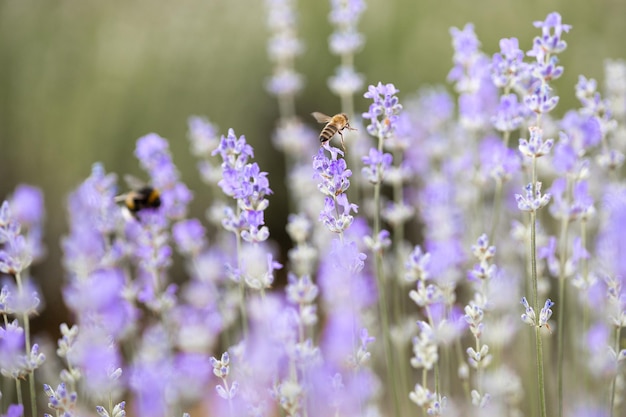 Piękne lawendowe pole o wschodzie słońca Purpurowe tło kwiatowe Kwitnące fioletowe rośliny aromatyczne