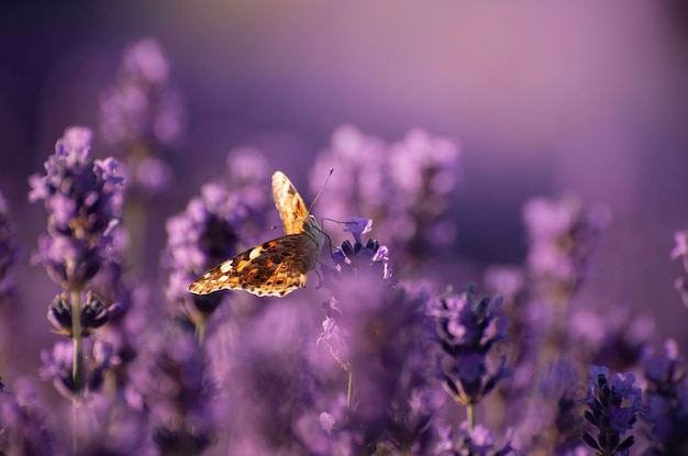 Zdjęcie piękne letnie tło kwiatowe z delikatnymi motylami na kwiatach lawendy