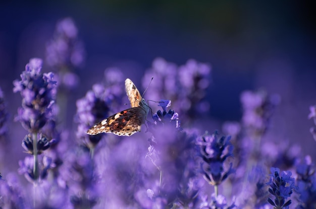 Zdjęcie piękne letnie tło kwiatowe z delikatnymi motylami na kwiatach lawendy