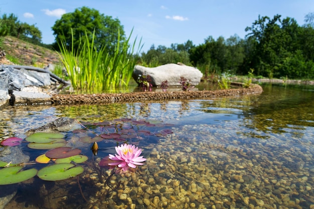 Piękne lilie wodne filtrują wodę w naturalnym stawie kąpielowym