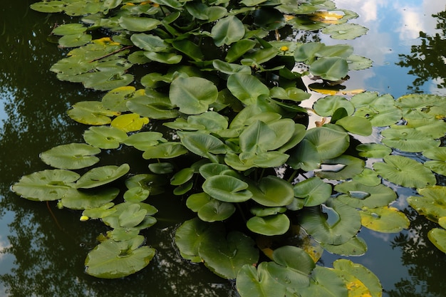 Zdjęcie piękne lilie wodne rosną na zielonym bagnie, latem