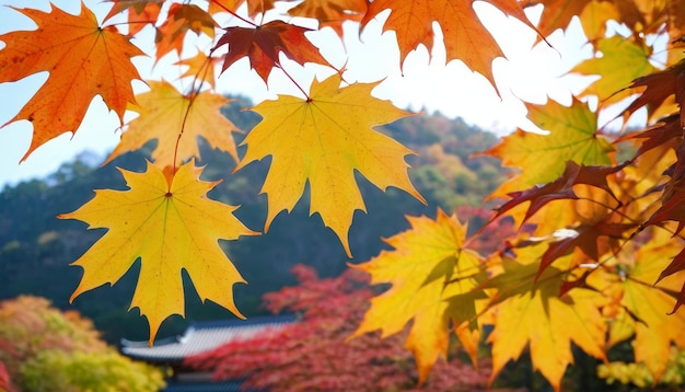 Piękne liście klonu jesienią w słoneczny dzień na pierwszym planie i niewyraźne tło