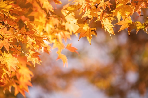 Piękne liście klonu w jesienny słoneczny dzień na pierwszym planie i rozmyte tło w Kiusiu w Japonii Nie ma ludzi z bliska kopia przestrzeń makro