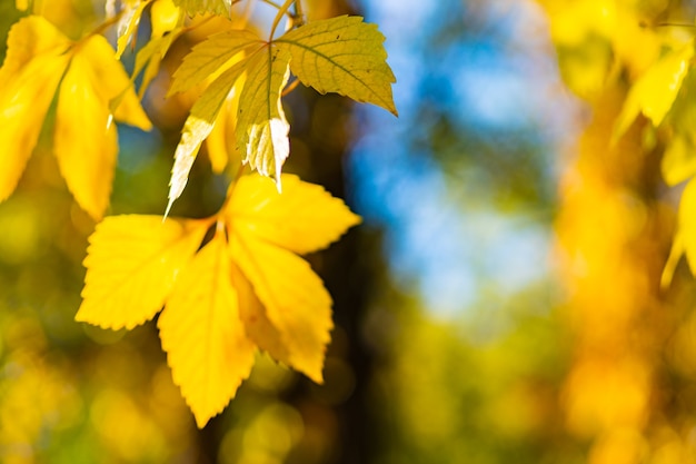 Piękne liście klonu w jesienny słoneczny dzień. Żółte liście w jesiennym parku na rozmytym tle