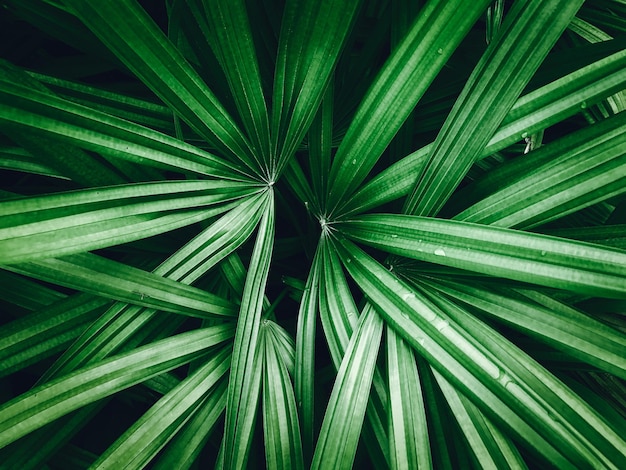 Piękne liście tropikalnej dżungli palm pozostawiają ciemny odcień dla koncepcji tekstury tła