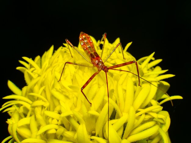 piękne makro Assassin Bug Nymph assassin błędów na żółty kwiat na czarnym tle