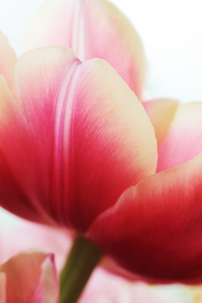 Piękne makro zdjęcie tulipana z bliska
