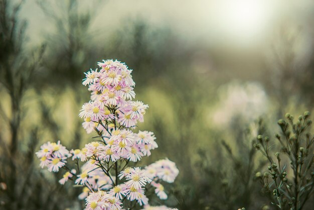 Piękne małe białe kwiaty spot focus soft focus na tle