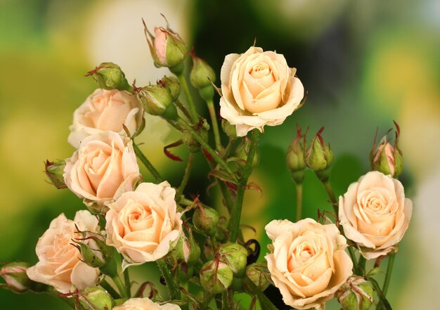 Piękne Małe Róże Na Zielonym Tle