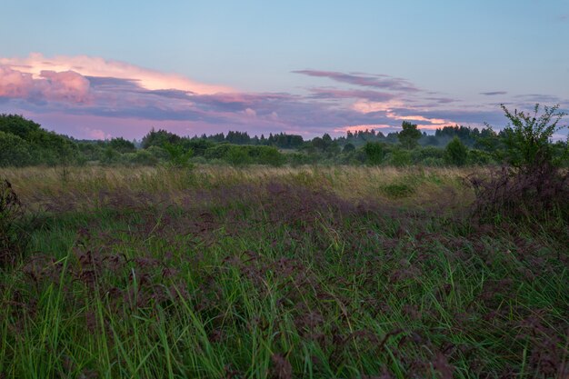 Piękne mgliste pole w letni wieczór na wsi.