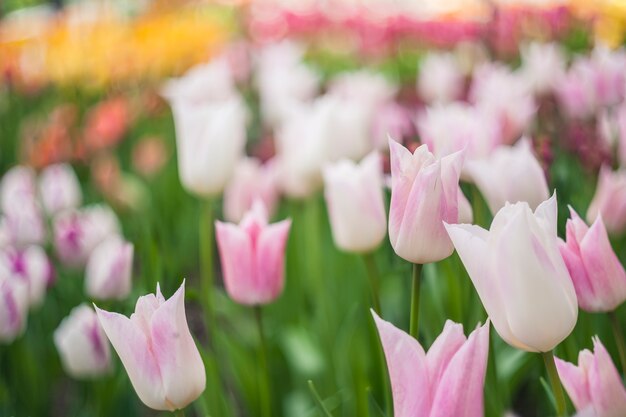 Piękne miękkie tło kwiatowy z kwiatów tulipanów