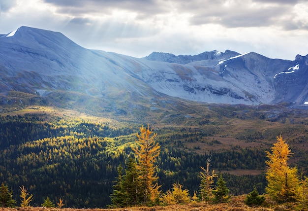 Piękne modrzewie złote w górach, sezon jesienny.