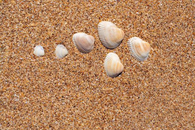 Zdjęcie piękne muszle na żółtym piasku na plaży