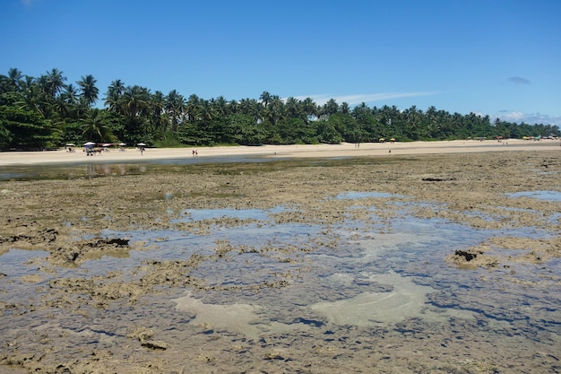 Piękne naturalne baseny z krystalicznie czystą wodą podczas odpływu morro de sao paulo beach bahia brazylia