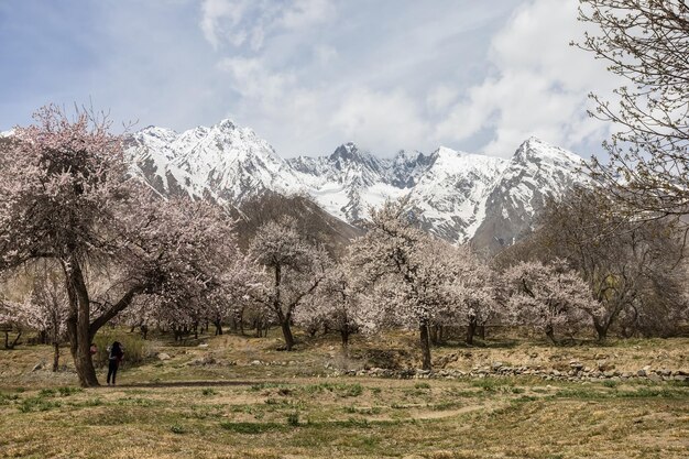 Zdjęcie piękne naturalne kwiaty piękna przyroda jak raj na północy pakistanu