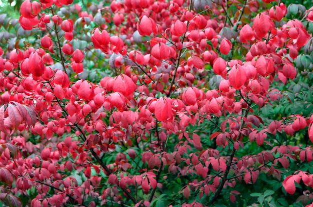 Piękne naturalne tło z czerwonymi krzakami Euonymus alatus lub skrzydlatym wrzecionem, uskrzydlonym euonymus