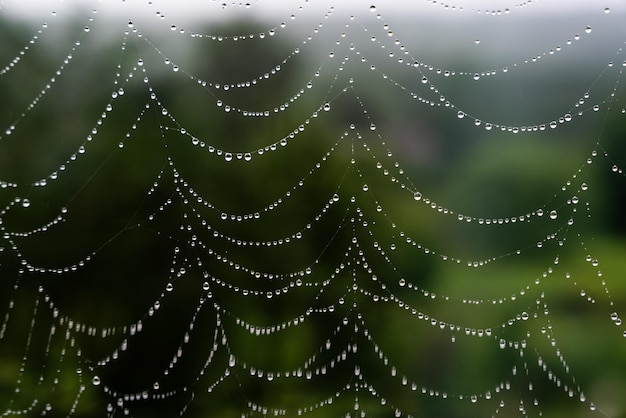 Piękne naturalne tło z naszyjnikiem z kropli wody na pajęczynie w trawie wiosną lato Tekstura krople rosy w sieci w makro natura z nieostrością