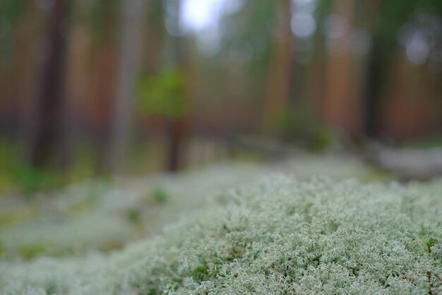 Piękne naturalne tło z pięknego mchu na rozmytym tle lasu