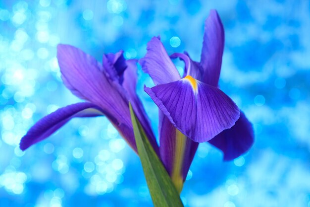 Piękne niebieskie irysowe kwiaty w tle