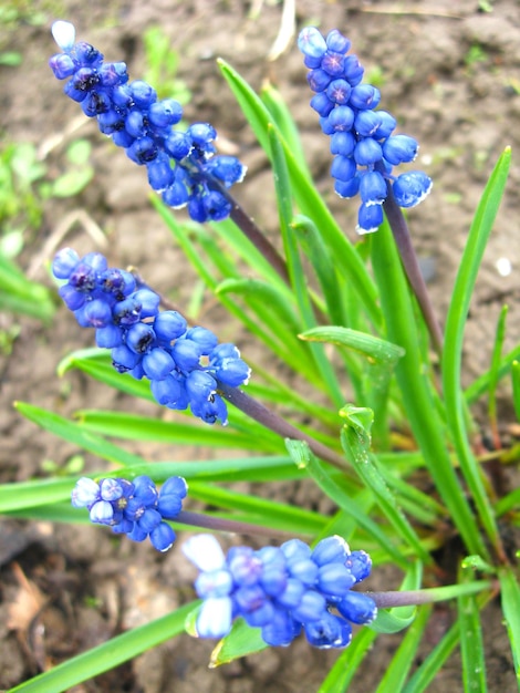 Piękne niebieskie kwiaty muscari